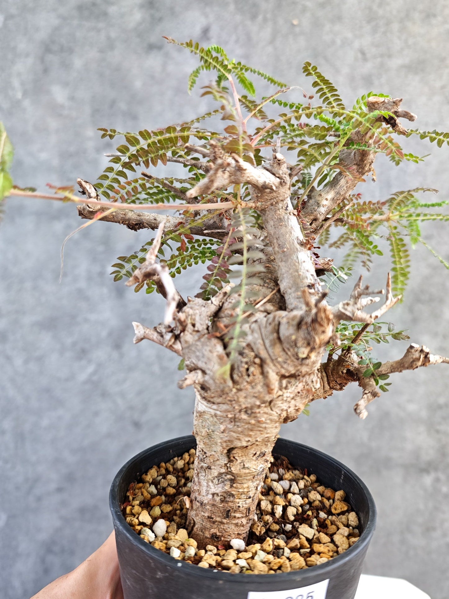 【現品限り】ボスウェリア・ネグレクタ 現地株【K85】 Boswellia neglecta