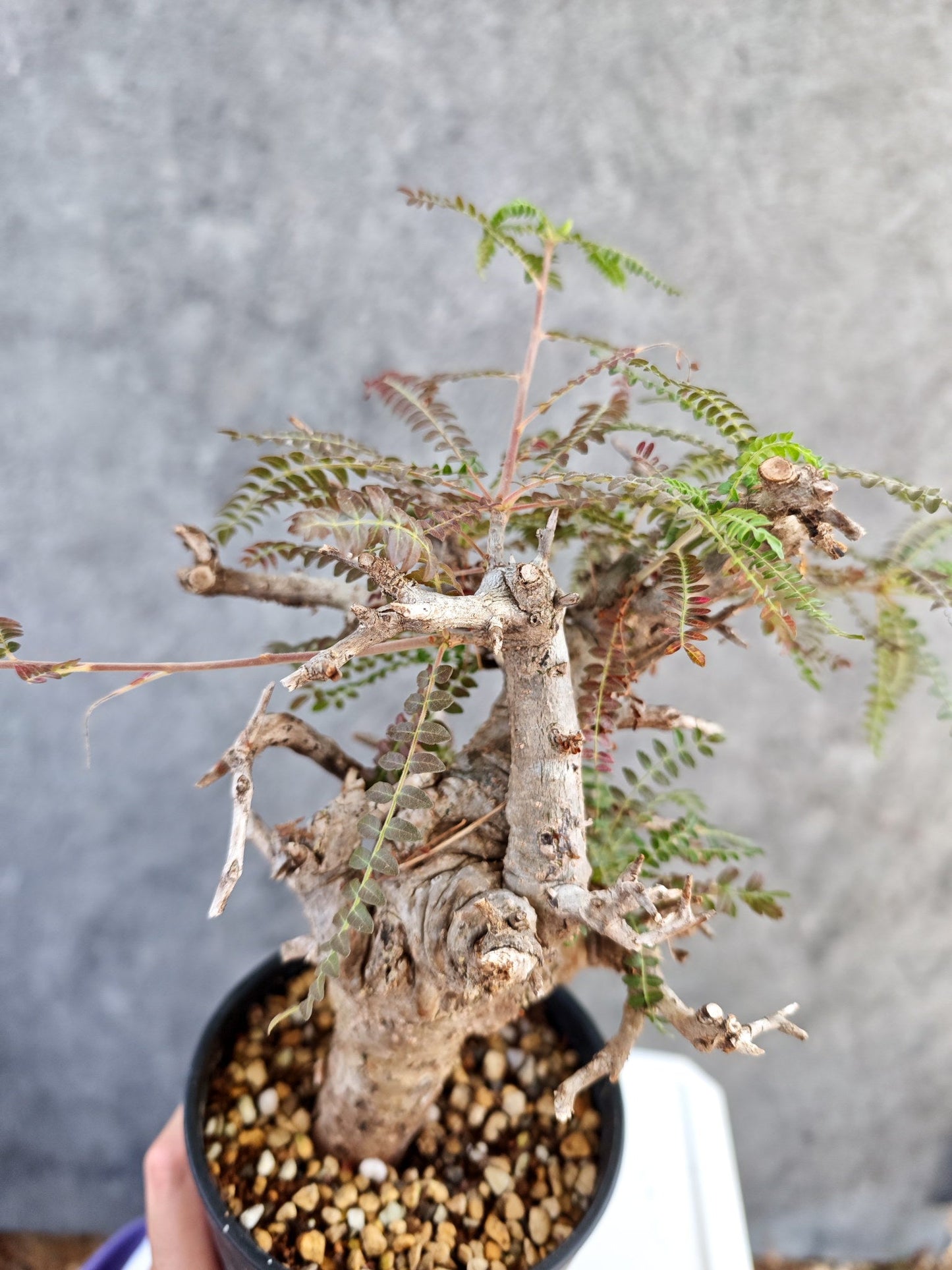 【現品限り】ボスウェリア・ネグレクタ 現地株【K85】 Boswellia neglecta
