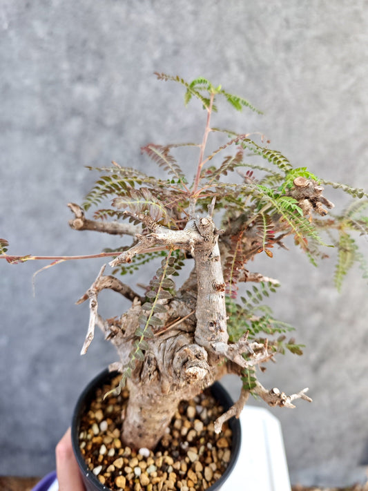 【現品限り】ボスウェリア・ネグレクタ 現地株【K85】 Boswellia neglecta