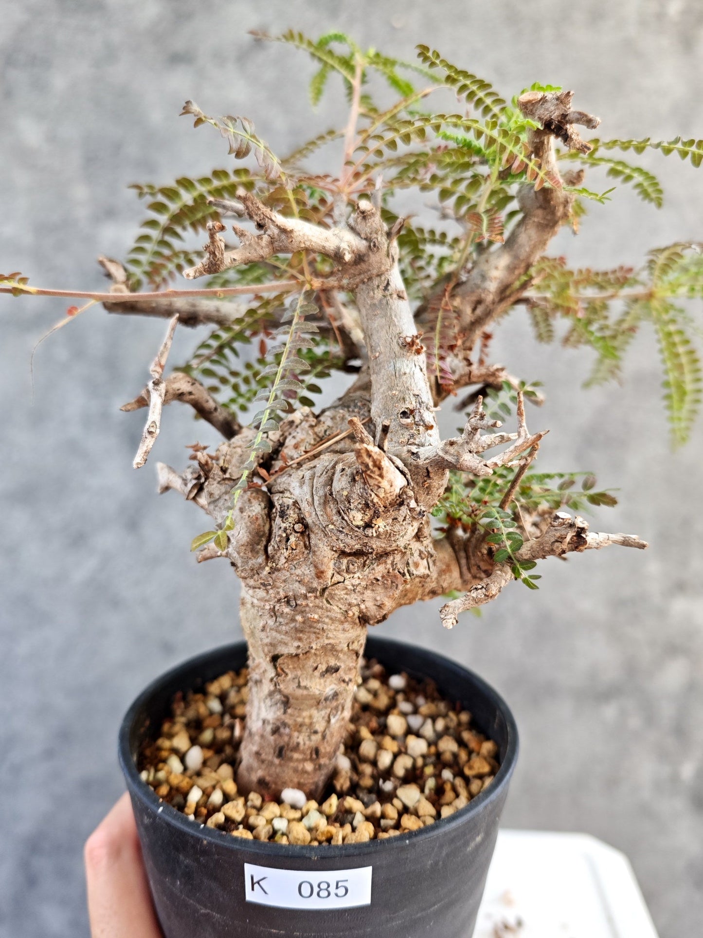 【現品限り】ボスウェリア・ネグレクタ 現地株【K85】 Boswellia neglecta