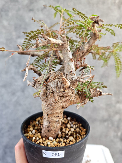 【現品限り】ボスウェリア・ネグレクタ 現地株【K85】 Boswellia neglecta