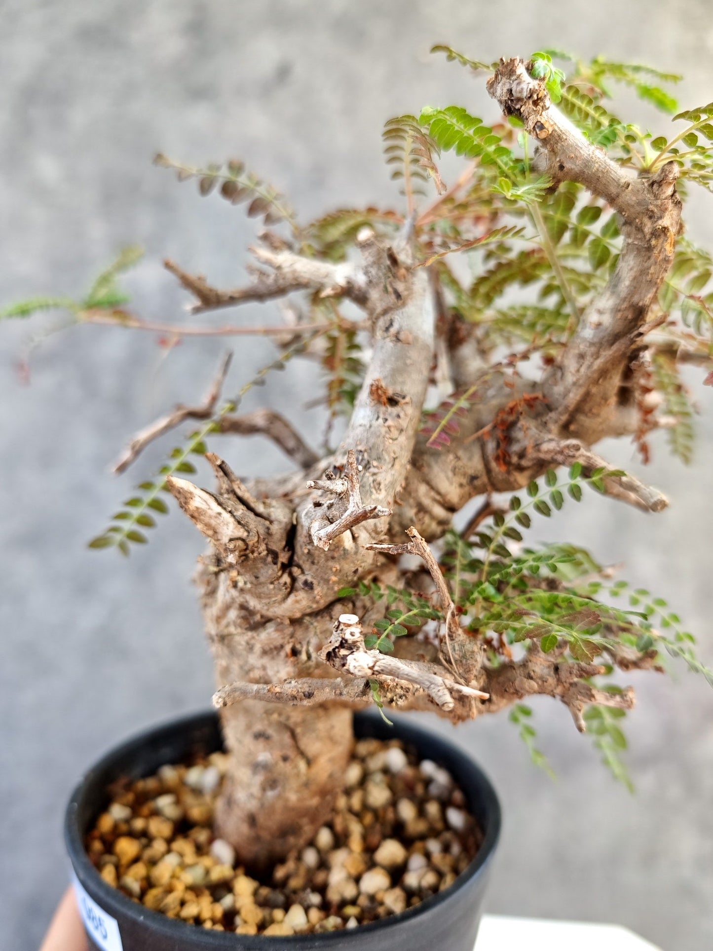 【現品限り】ボスウェリア・ネグレクタ 現地株【K85】 Boswellia neglecta