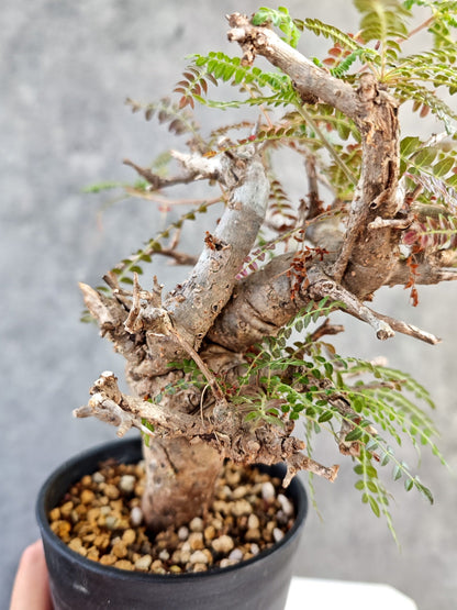 【現品限り】ボスウェリア・ネグレクタ 現地株【K85】 Boswellia neglecta
