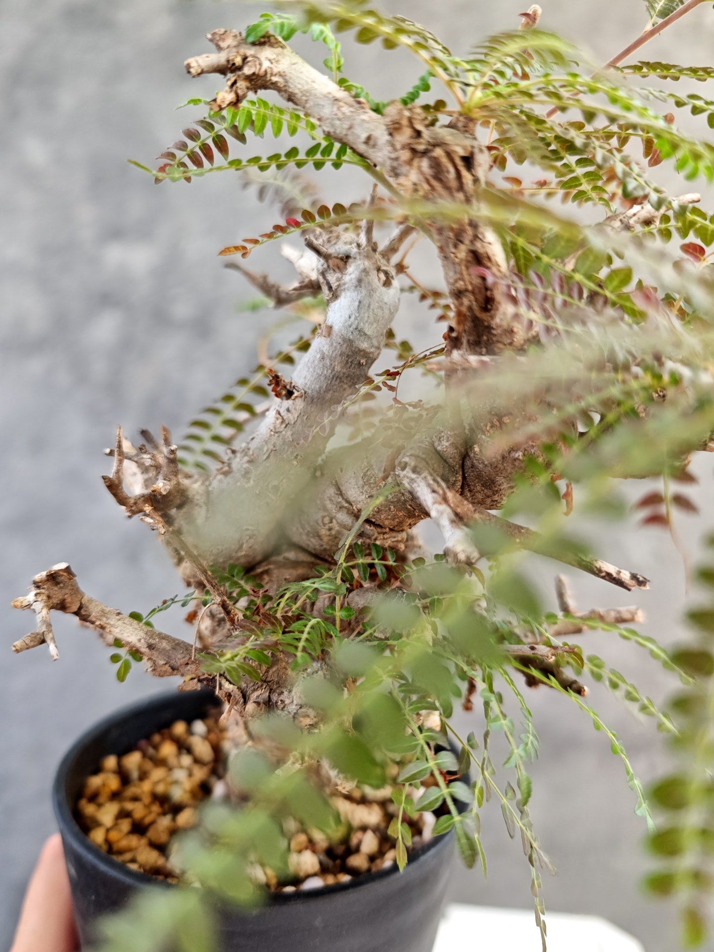 【現品限り】ボスウェリア・ネグレクタ 現地株【K85】 Boswellia neglecta