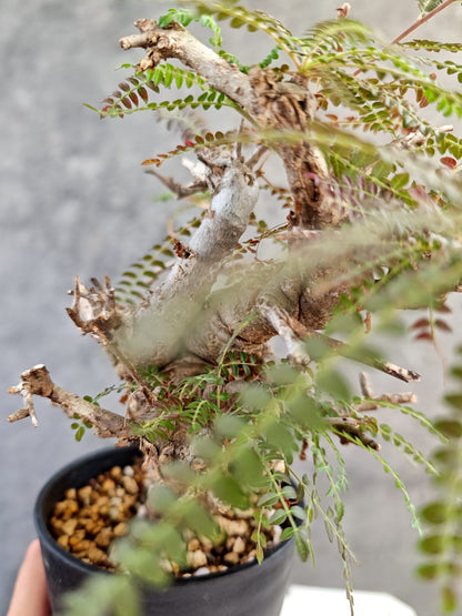 【現品限り】ボスウェリア・ネグレクタ 現地株【K85】 Boswellia neglecta