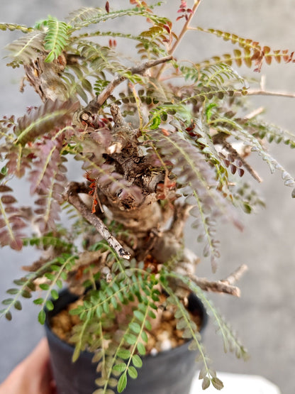 【現品限り】ボスウェリア・ネグレクタ 現地株【K85】 Boswellia neglecta