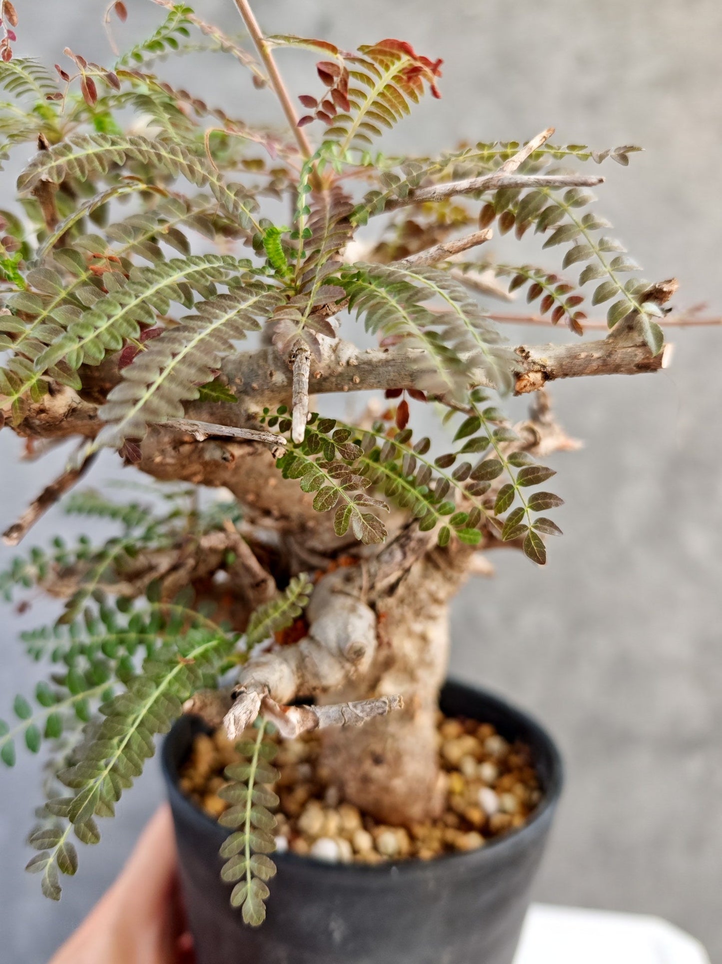 【現品限り】ボスウェリア・ネグレクタ 現地株【K85】 Boswellia neglecta