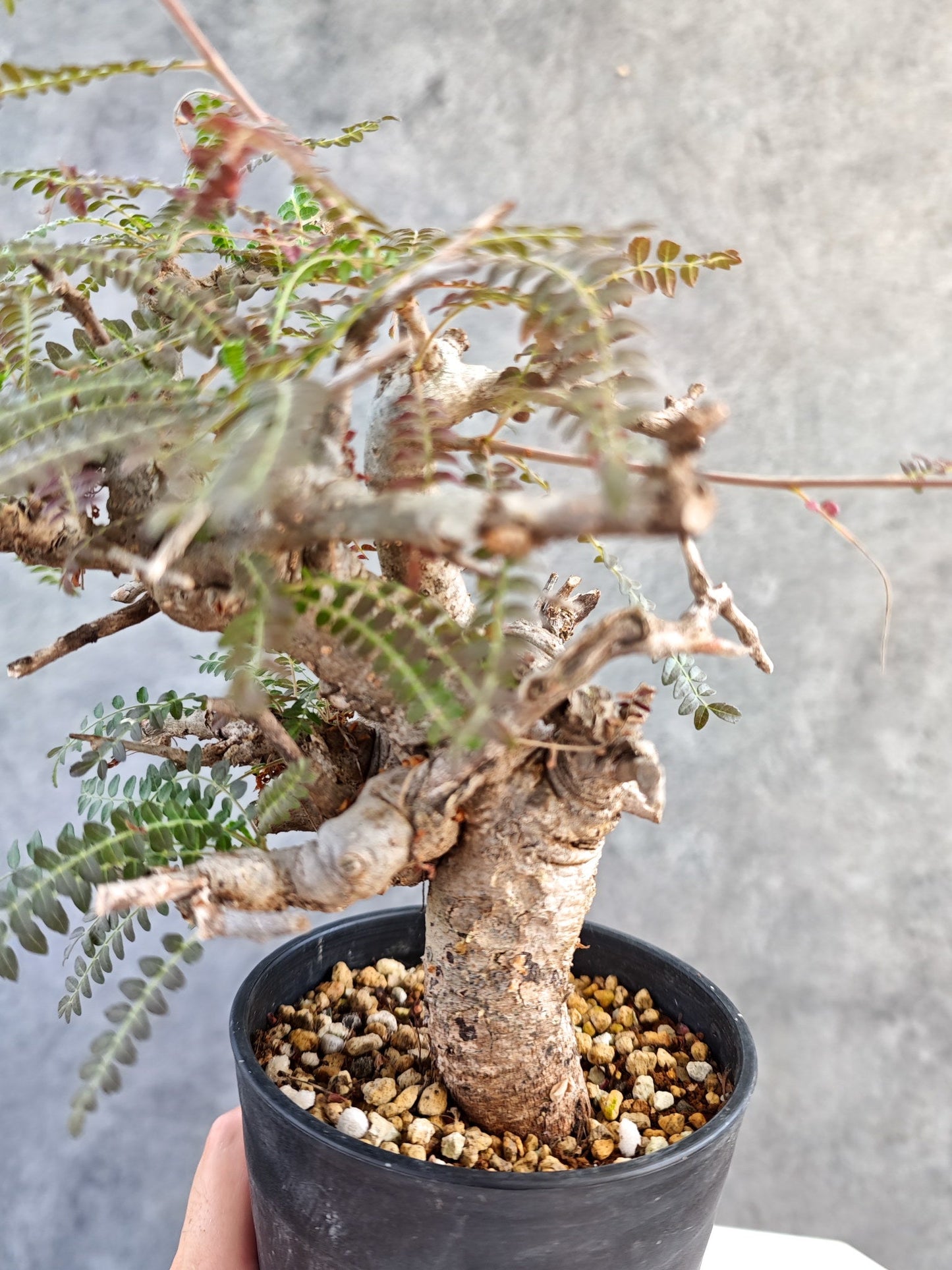 【現品限り】ボスウェリア・ネグレクタ 現地株【K85】 Boswellia neglecta