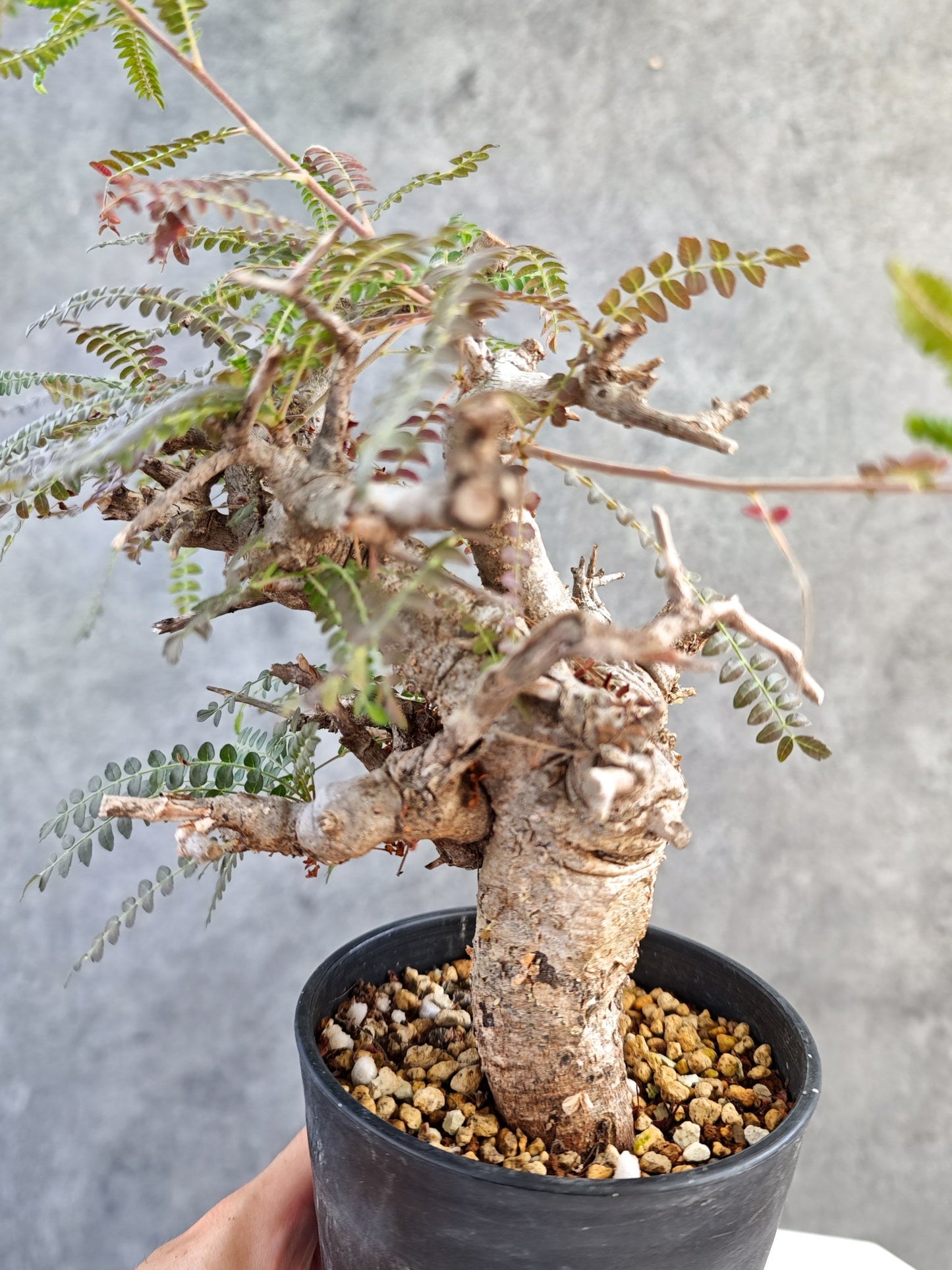 【現品限り】ボスウェリア・ネグレクタ 現地株【K85】 Boswellia neglecta