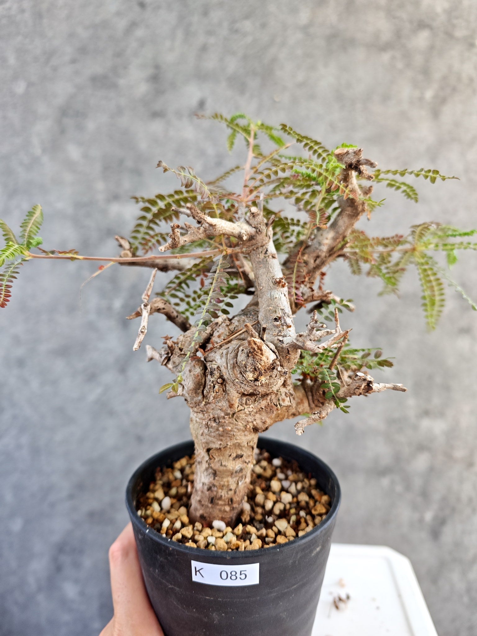 ボスウェリア(Boswellia) – プラントブラザーズ