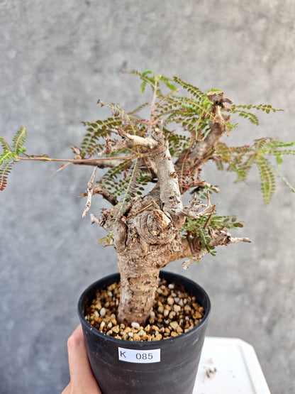 【現品限り】ボスウェリア・ネグレクタ 現地株【K85】 Boswellia neglecta