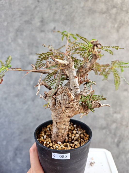 【現品限り】ボスウェリア・ネグレクタ 現地株【K85】 Boswellia neglecta