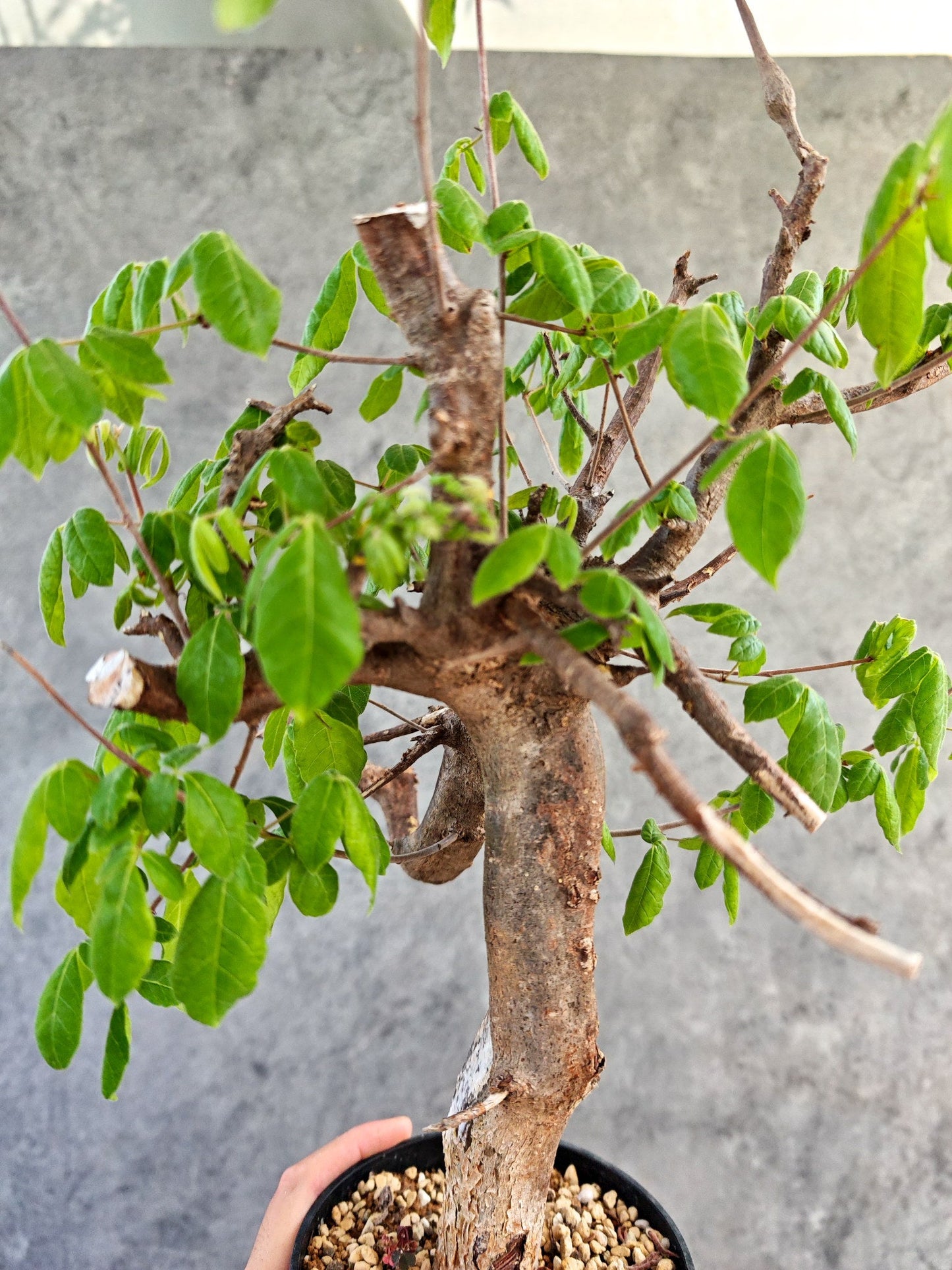 【現品限り】コミフォラ・ミルドブラエディ 現地株 発根済み【K86】 Commiphora mildbraedii