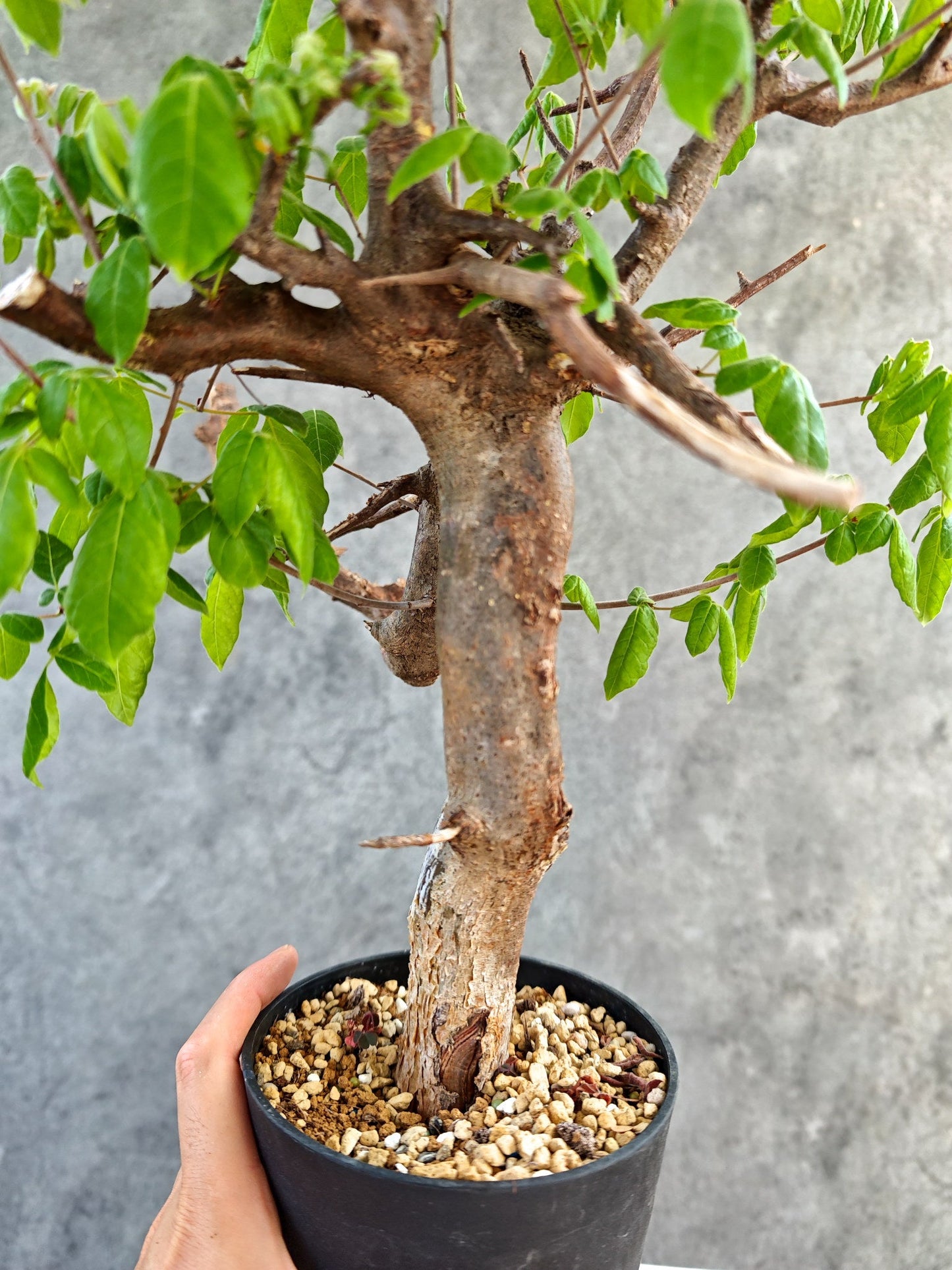 【現品限り】コミフォラ・ミルドブラエディ 現地株 発根済み【K86】 Commiphora mildbraedii
