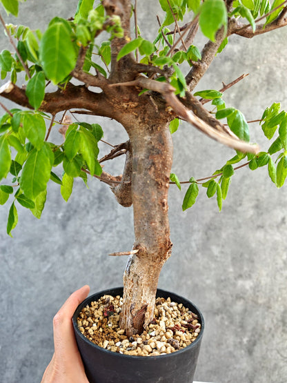 【現品限り】コミフォラ・ミルドブラエディ 現地株 発根済み【K86】 Commiphora mildbraedii