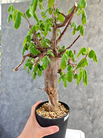 【現品限り】コミフォラ・ミルドブラエディ 現地株 発根済み【K86】 Commiphora mildbraedii