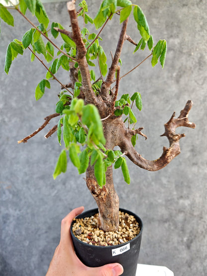 【現品限り】コミフォラ・ミルドブラエディ 現地株 発根済み【K86】 Commiphora mildbraedii