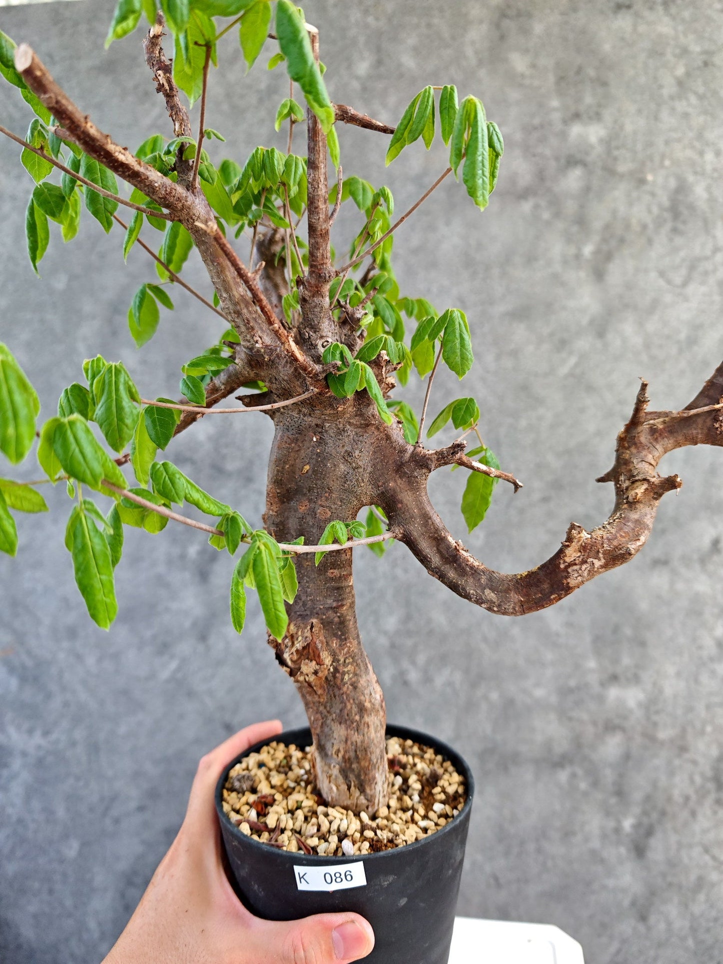 【現品限り】コミフォラ・ミルドブラエディ 現地株 発根済み【K86】 Commiphora mildbraedii