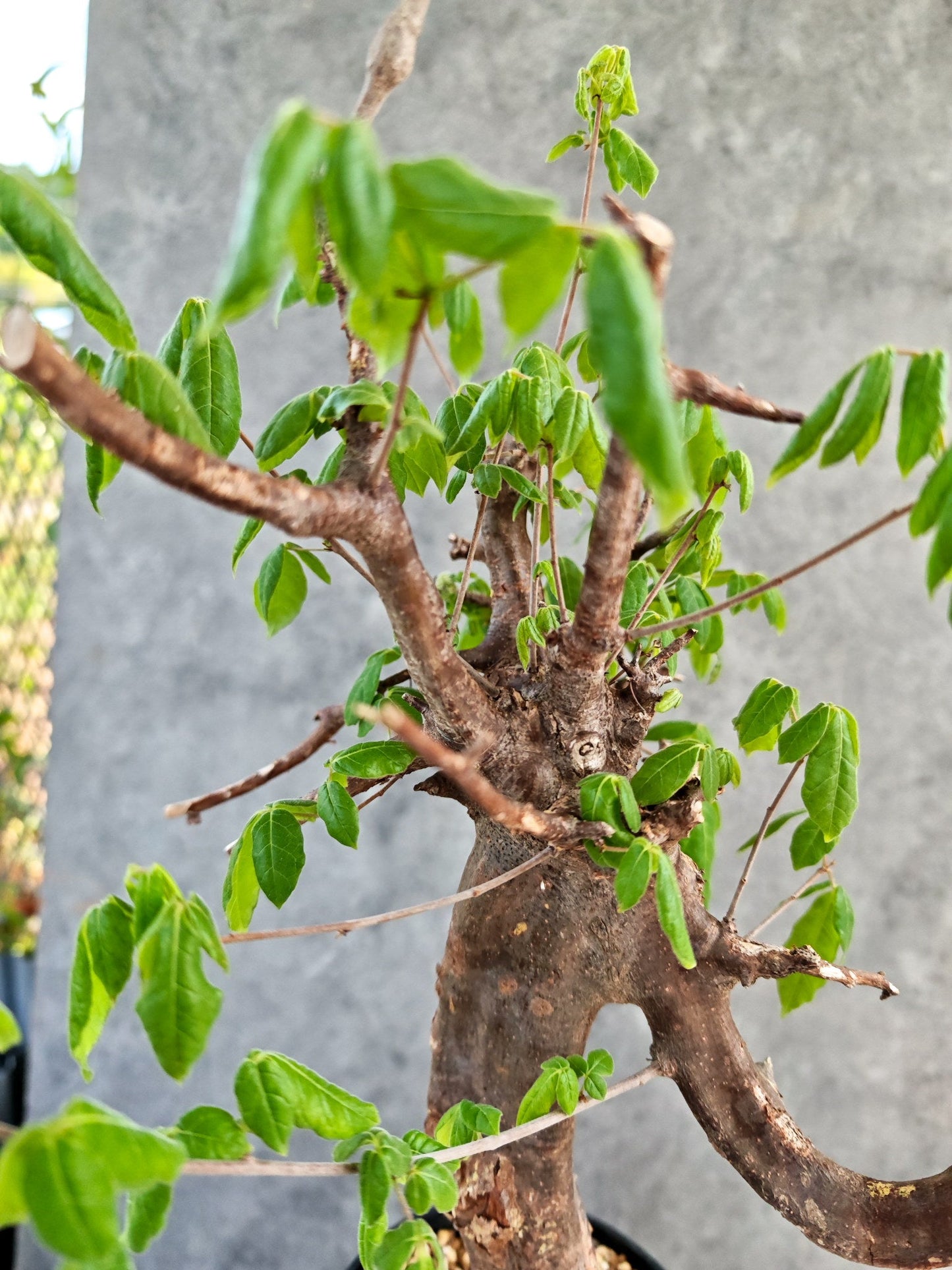 【現品限り】コミフォラ・ミルドブラエディ 現地株 発根済み【K86】 Commiphora mildbraedii