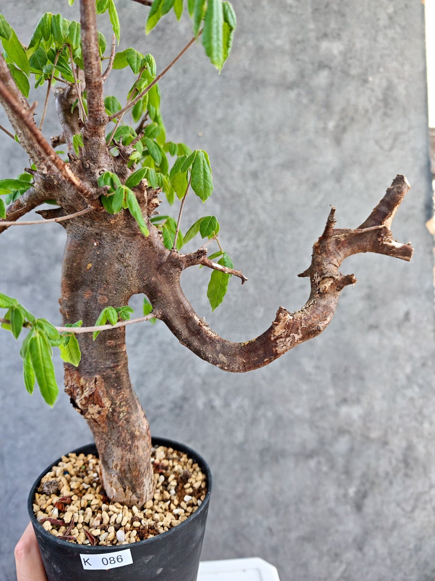 【現品限り】コミフォラ・ミルドブラエディ 現地株 発根済み【K86】 Commiphora mildbraedii