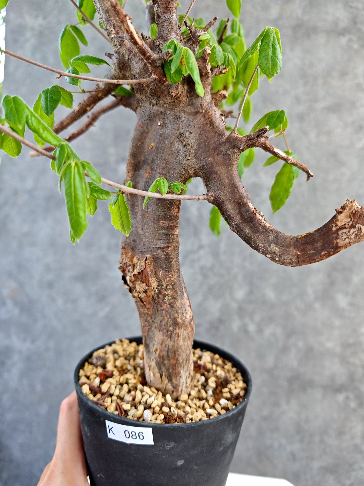 【現品限り】コミフォラ・ミルドブラエディ 現地株 発根済み【K86】 Commiphora mildbraedii