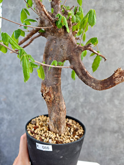 【現品限り】コミフォラ・ミルドブラエディ 現地株 発根済み【K86】 Commiphora mildbraedii