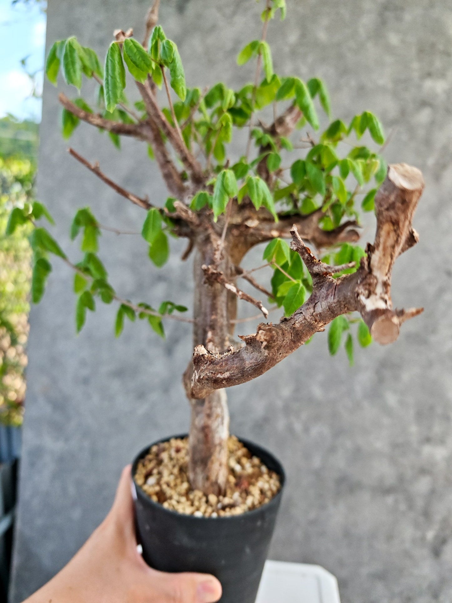 【現品限り】コミフォラ・ミルドブラエディ 現地株 発根済み【K86】 Commiphora mildbraedii