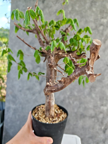 【現品限り】コミフォラ・ミルドブラエディ 現地株 発根済み【K86】 Commiphora mildbraedii