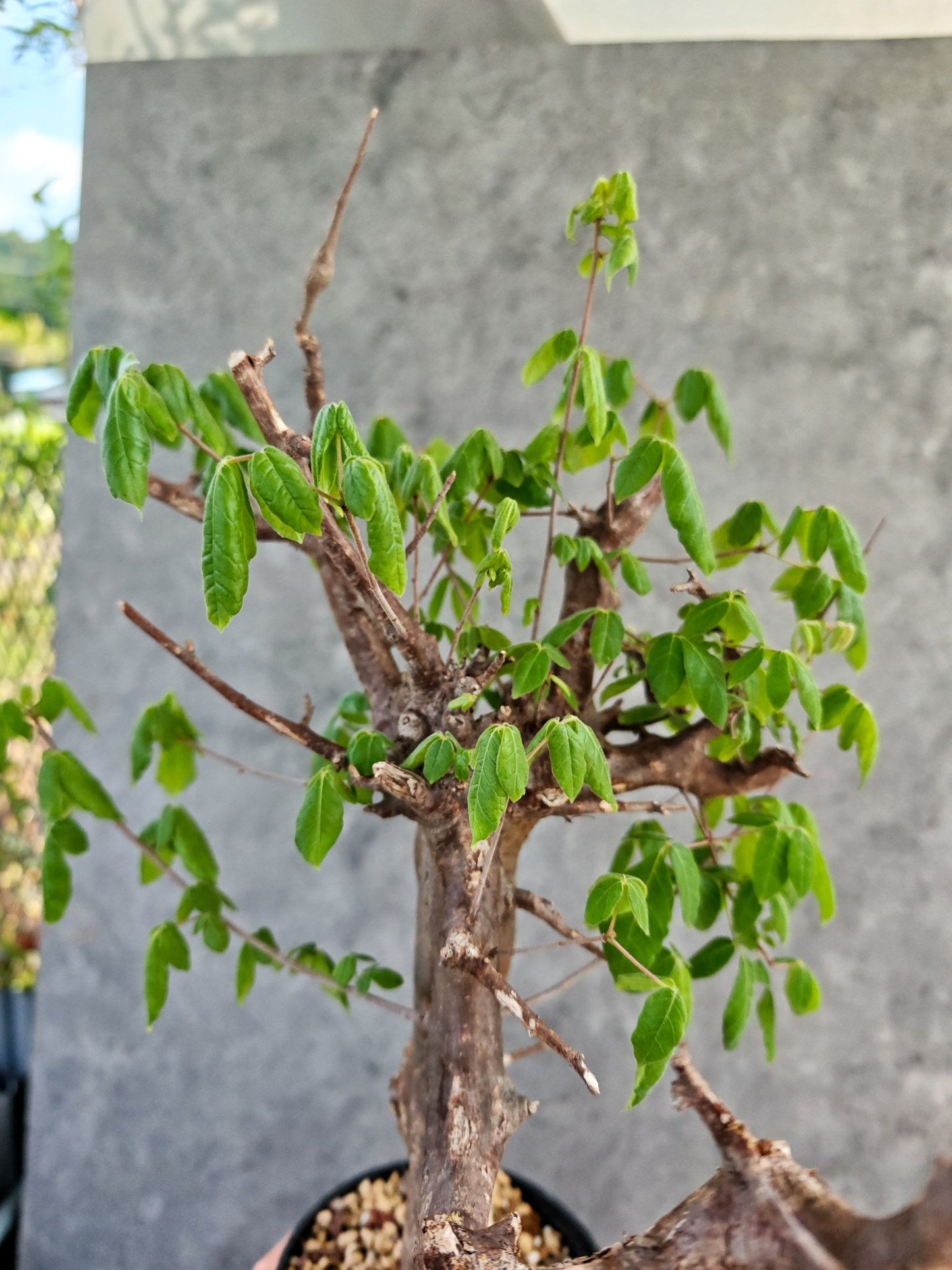 【現品限り】コミフォラ・ミルドブラエディ 現地株 発根済み【K86】 Commiphora mildbraedii