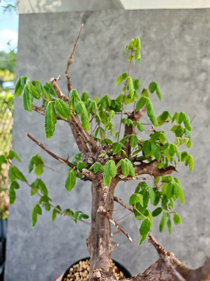 【現品限り】コミフォラ・ミルドブラエディ 現地株 発根済み【K86】 Commiphora mildbraedii