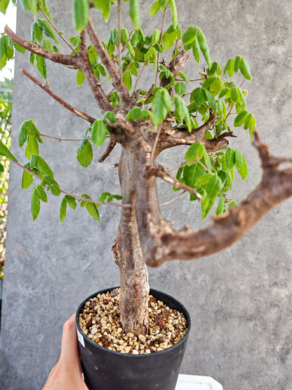 【現品限り】コミフォラ・ミルドブラエディ 現地株 発根済み【K86】 Commiphora mildbraedii