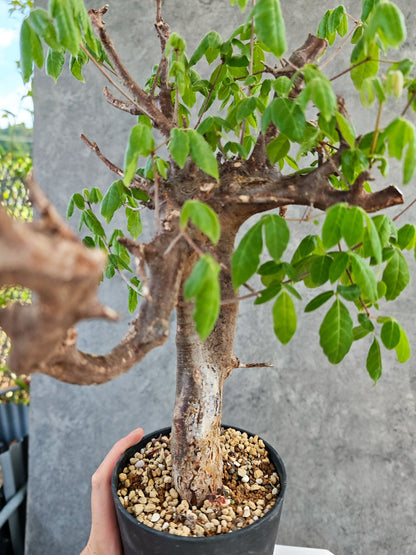 【現品限り】コミフォラ・ミルドブラエディ 現地株 発根済み【K86】 Commiphora mildbraedii