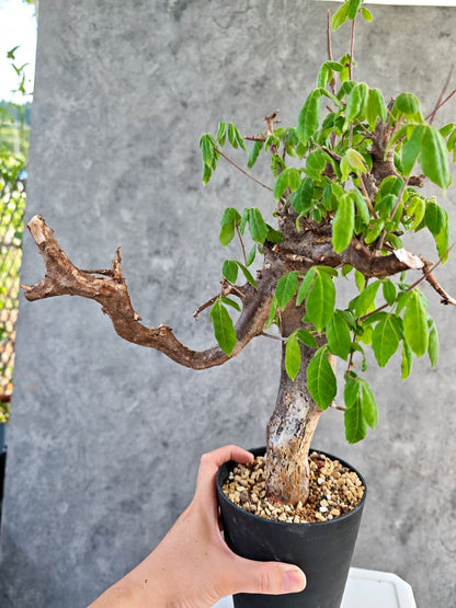【現品限り】コミフォラ・ミルドブラエディ 現地株 発根済み【K86】 Commiphora mildbraedii