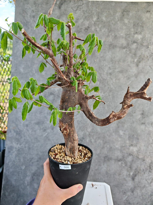 【現品限り】コミフォラ・ミルドブラエディ 現地株 発根済み【K86】 Commiphora mildbraedii