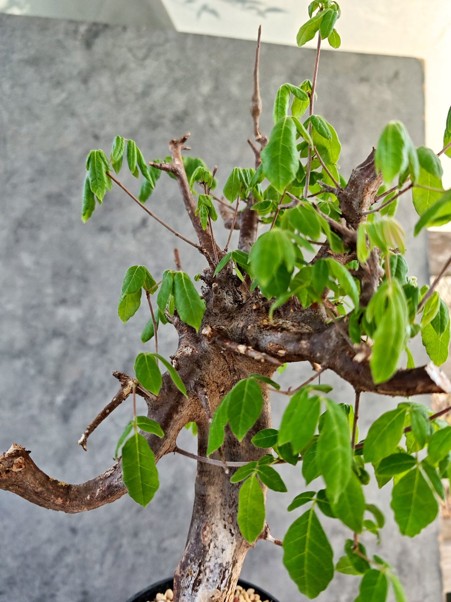 【現品限り】コミフォラ・ミルドブラエディ 現地株 発根済み【K86】 Commiphora mildbraedii