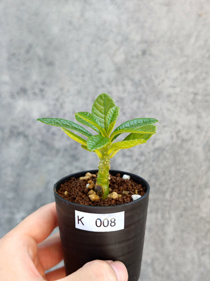 【現品限り】ドルステニア・ギガス 実生【K8】 Dorstenia gigas