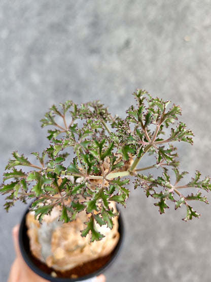 【現品限り】キフォステンマ・ベティフォルメ ナローリーフ コレクション株 現地株【K90】 Cyphostemma betiforme Somalia