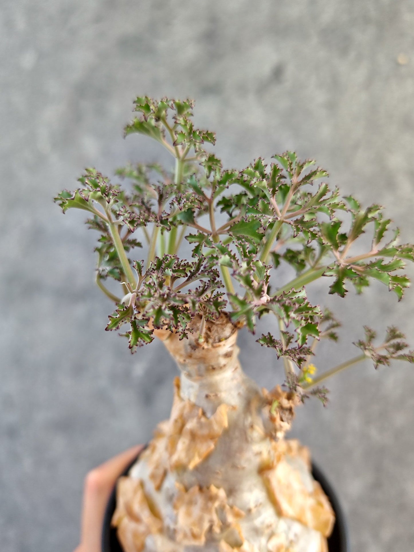 【現品限り】キフォステンマ・ベティフォルメ ナローリーフ コレクション株 現地株【K90】 Cyphostemma betiforme Somalia