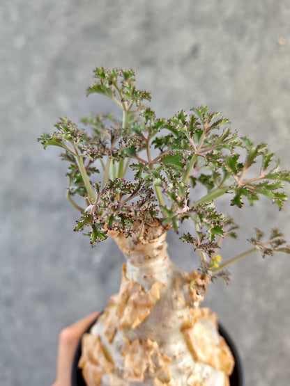 【現品限り】キフォステンマ・ベティフォルメ ナローリーフ コレクション株 現地株【K90】 Cyphostemma betiforme Somalia
