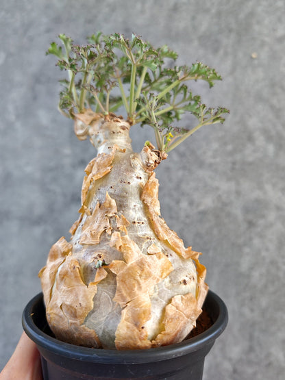 【現品限り】キフォステンマ・ベティフォルメ ナローリーフ コレクション株 現地株【K90】 Cyphostemma betiforme Somalia