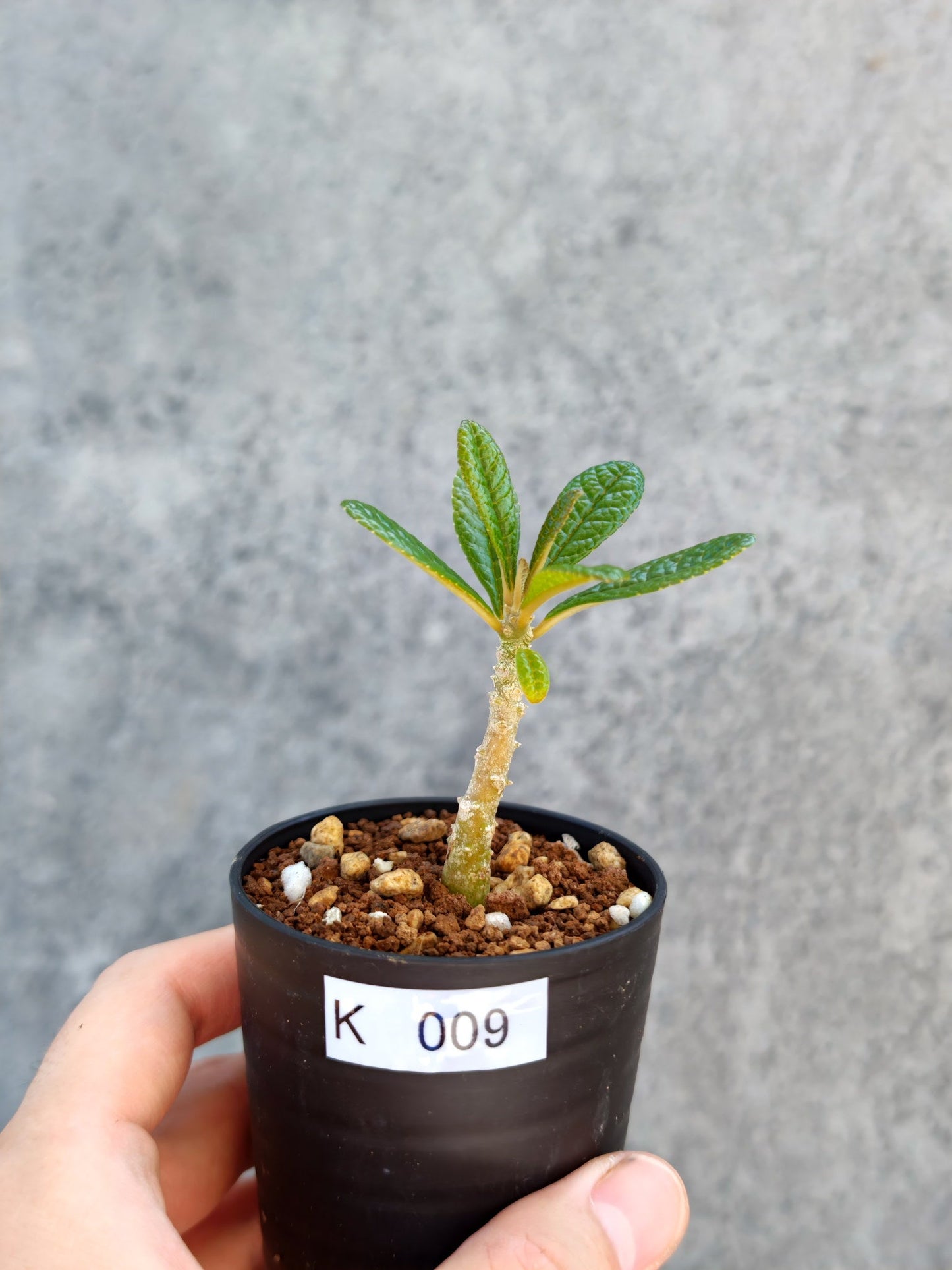 【現品限り】ドルステニア・ギガス 実生【K9】 Dorstenia gigas