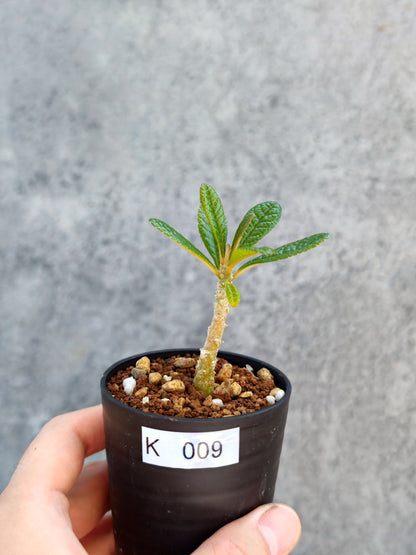 【現品限り】ドルステニア・ギガス 実生【K9】 Dorstenia gigas