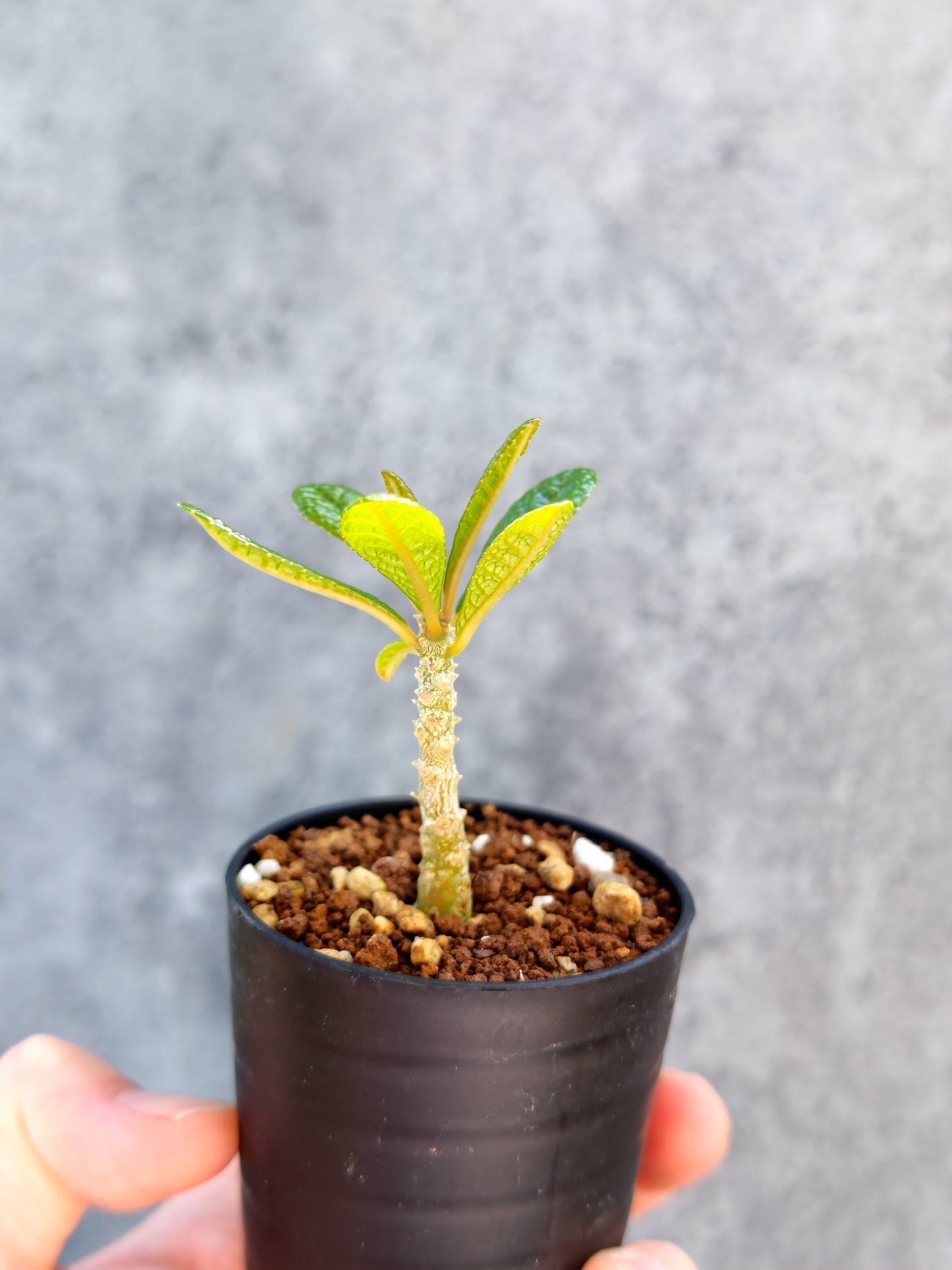 【現品限り】ドルステニア・ギガス 実生【K9】 Dorstenia gigas