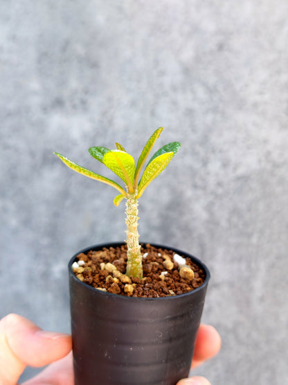 【現品限り】ドルステニア・ギガス 実生【K9】 Dorstenia gigas