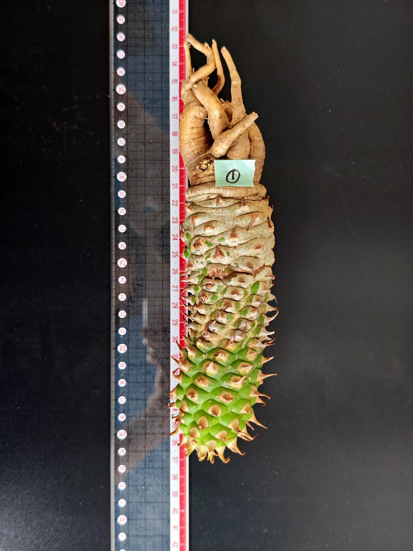 【現品限り】ユーフォルビア・サピニー おおよそ高さ22cm幅5cm 汁跡、傷み跡ありますが、硬さあり問題ありません。ただ不安な方は見送ってください 実生 抜き苗【L1】 Euphorbia sapinii