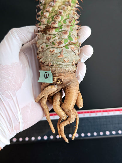 【現品限り】ユーフォルビア・サピニー おおよそ高さ22cm幅5cm 汁跡、傷み跡ありますが、硬さあり問題ありません。ただ不安な方は見送ってください 実生 抜き苗【L1】 Euphorbia sapinii
