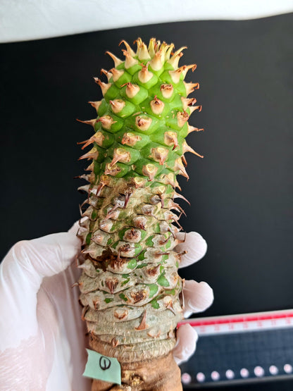 【現品限り】ユーフォルビア・サピニー おおよそ高さ22cm幅5cm 汁跡、傷み跡ありますが、硬さあり問題ありません。ただ不安な方は見送ってください 実生 抜き苗【L1】 Euphorbia sapinii