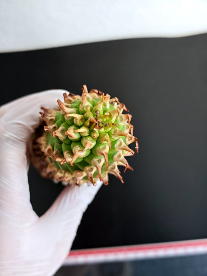 【現品限り】ユーフォルビア・サピニー おおよそ高さ22cm幅5cm 汁跡、傷み跡ありますが、硬さあり問題ありません。ただ不安な方は見送ってください 実生 抜き苗【L1】 Euphorbia sapinii
