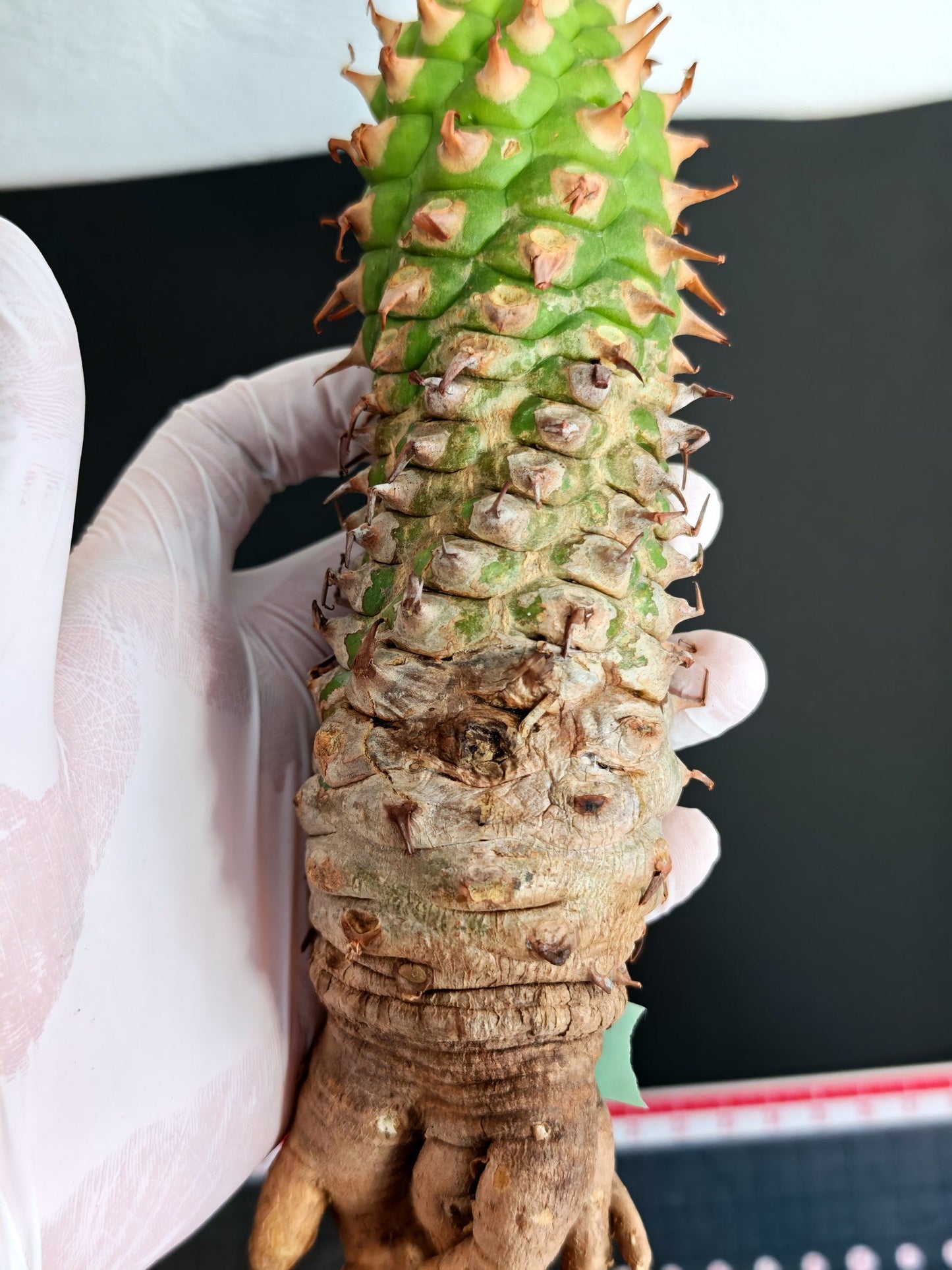 【現品限り】ユーフォルビア・サピニー おおよそ高さ22cm幅5cm 汁跡、傷み跡ありますが、硬さあり問題ありません。ただ不安な方は見送ってください 実生 抜き苗【L1】 Euphorbia sapinii