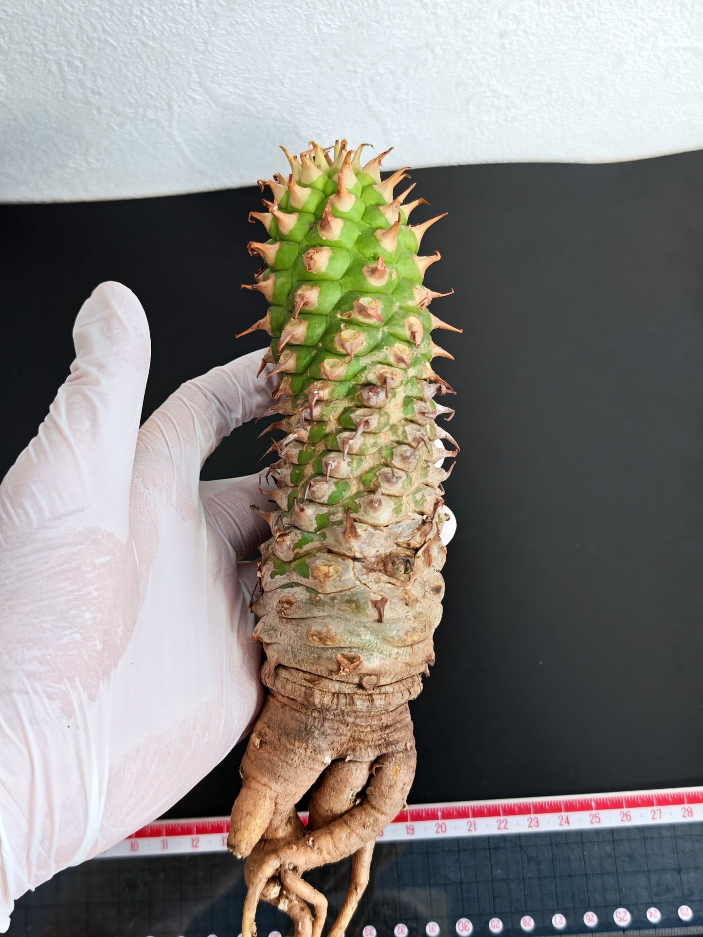 【現品限り】ユーフォルビア・サピニー おおよそ高さ22cm幅5cm 汁跡、傷み跡ありますが、硬さあり問題ありません。ただ不安な方は見送ってください 実生 抜き苗【L1】 Euphorbia sapinii